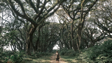 de-djawatan-banyuwangi-forest