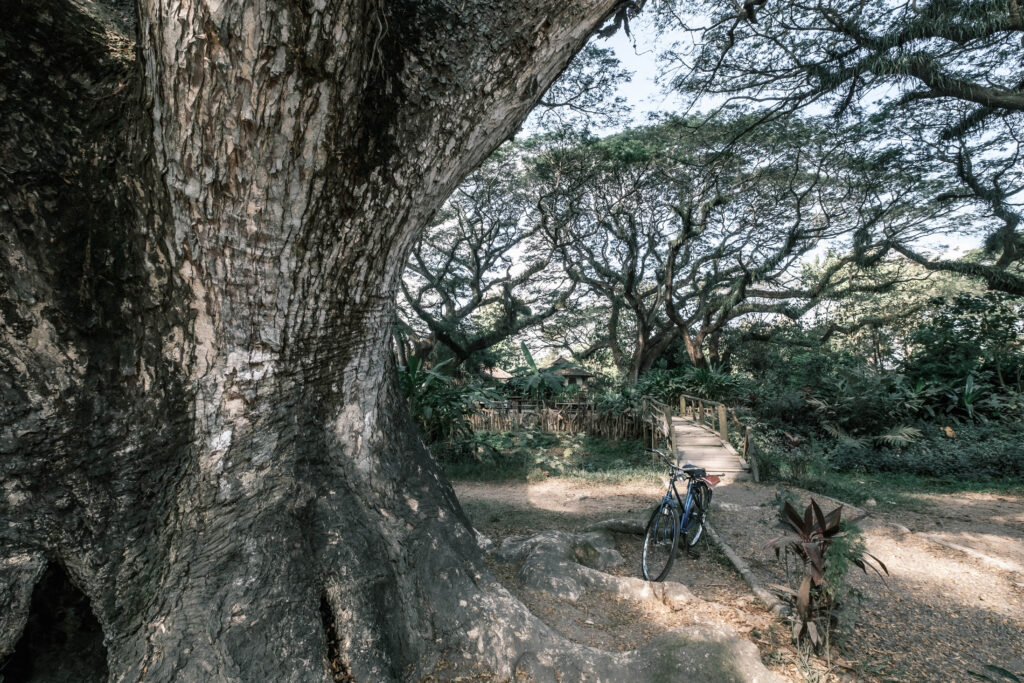 de-djawatan-banyuwangi-forest